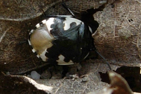 Tritomegas rotundipennis (Heteroptera, Cydnidae)